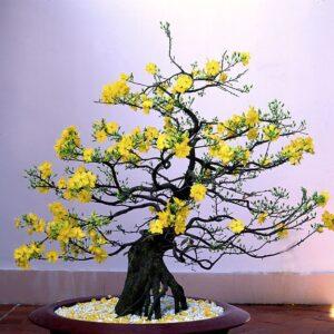 bonsai mai vàng nghệ thuật