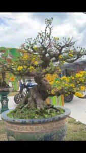 bonsai mai vàng nghệ thuật