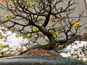bonsai mai vàng nghệ thuật