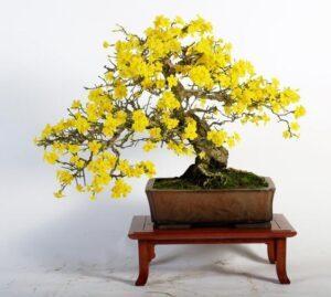 bonsai mai vàng nghệ thuật