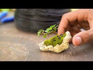 bonsai mini để bàn