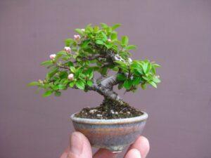 bonsai mini để bàn