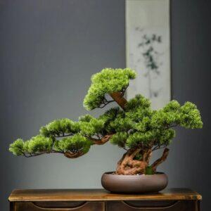 bonsai mini phòng khách