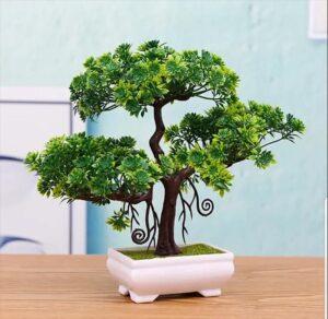 bonsai mini trang trí phòng khách