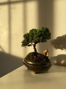 bonsai mini trang trí phòng khách