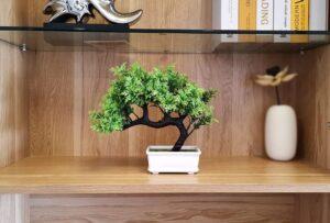 bonsai mini trang trí phòng khách