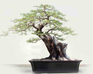 bonsai nghệ thuật độc đáo