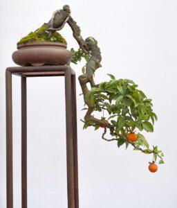 bonsai nghệ thuật độc đáo