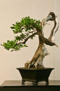 bonsai nghệ thuật