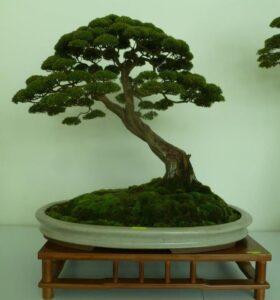 bonsai nghệ thuật