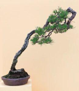 bonsai nghệ thuật