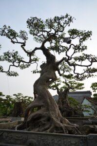 bonsai sanh cổ thụ