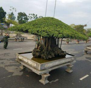 Cây bonsai sanh cổ thụ