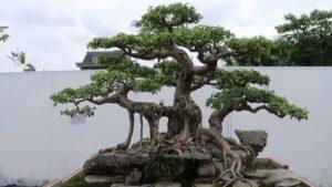 Cây bonsai sanh cổ thụ