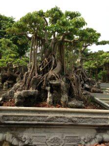 bonsai sanh cổ thụ