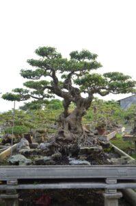 bonsai sanh cổ thụ