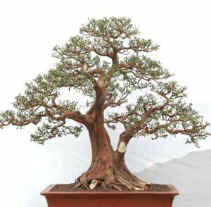 Cây bonsai sanh cổ thụ