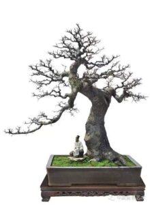 Cây bonsai sanh cổ thụ