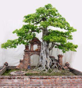 bonsai sanh cổ thụ