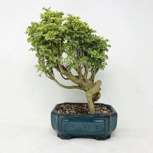 bonsai si cảnh