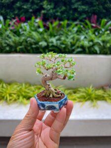 bonsai sung mini