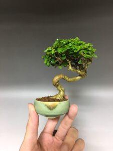 bonsai sung mini