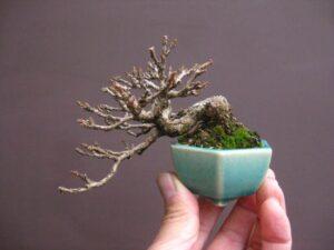 bonsai sung mini