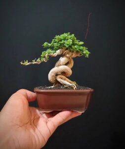 bonsai sung mini