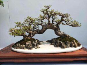 bonsai tùng la hán
