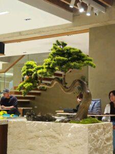 bonsai tùng la hán