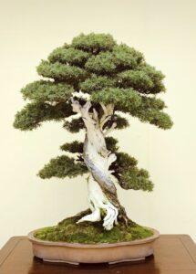 bonsai tùng la hán