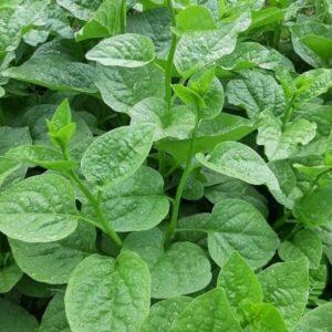 cây ăn được giàu sắt