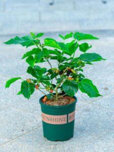 cây ăn quả mini trong vườn