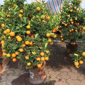 cây ăn quả mini trong vườn