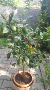 cây ăn quả mini trong vườn