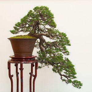 cây bonsai dáng huyền 