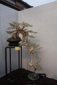 cây bonsai dáng huyền 