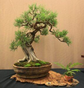 cây bonsai tùng la hán