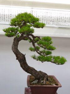 cây bonsai tùng la hán