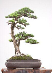 cây bonsai tùng la hán