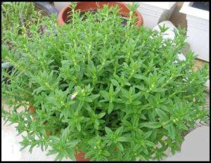 cây rau gia vị trồng trong chậu
