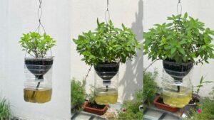 cây rau gia vị trồng trong chậu