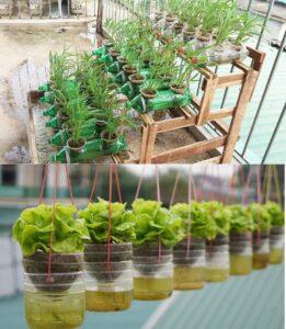 cây rau gia vị trồng trong chậu