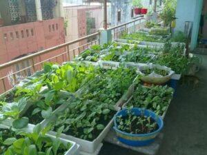 cây rau sạch ban công