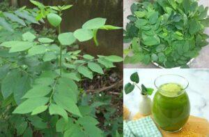 cây rau thuốc dễ trồng