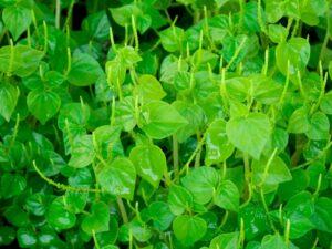 cây rau thuốc dễ trồng