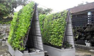 cây rau vườn organic