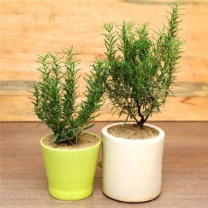 cây thảo mộc phòng dịch