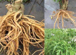 cây thuốc bổ máu