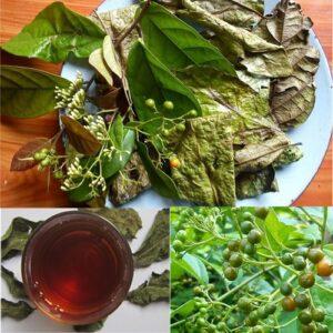 cây thuốc chữa mất ngủ
